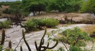 As chuvas de janeiro continuam caindo no sertão do pajeú, Municípios como Afogados da Ingazeira, Iguaracy, tabira, carnaiba, Ingazeira e vários outros comemoram a regularidade das chuvas na região. Com a continuidade das chuvas aumenta a expectativa de um ano bom de inverno no sertão do estado.