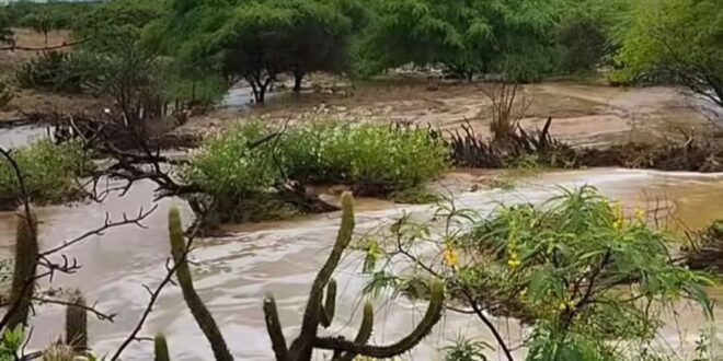As chuvas de janeiro continuam caindo no sertão do pajeú, Municípios como Afogados da Ingazeira, Iguaracy, tabira, carnaiba, Ingazeira e vários outros comemoram a regularidade das chuvas na região. Com a continuidade das chuvas aumenta a expectativa de um ano bom de inverno no sertão do estado.